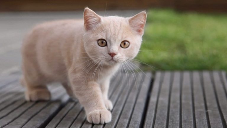 Dueños de gatos extraviados ofrecen $100 mil en bitcoins como recompensa